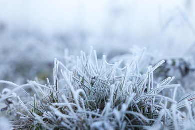 Photo of Grass blades covered with hoarfrost in meadow, space for text