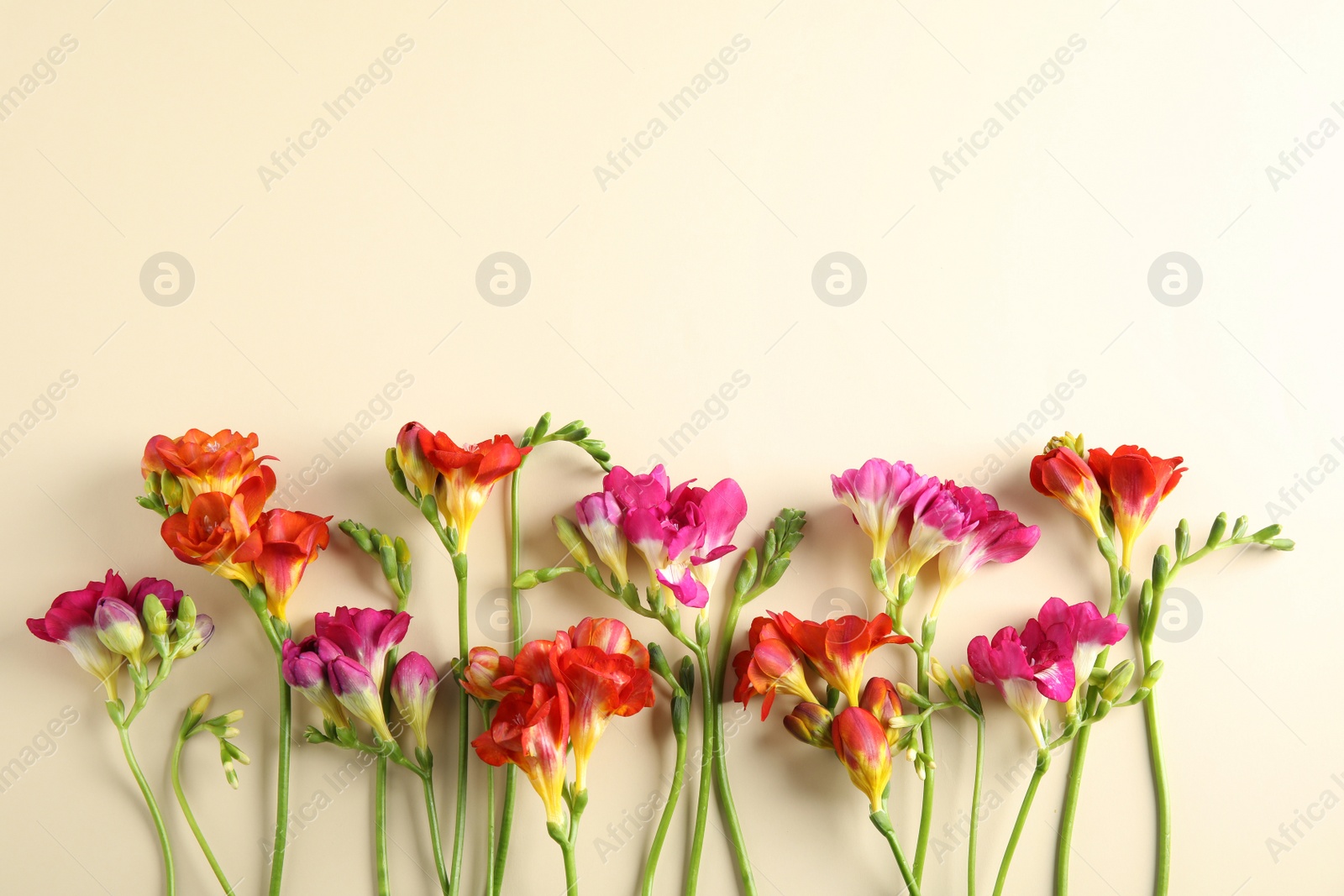 Photo of Beautiful freesia flowers on color background, flat lay. Space for text