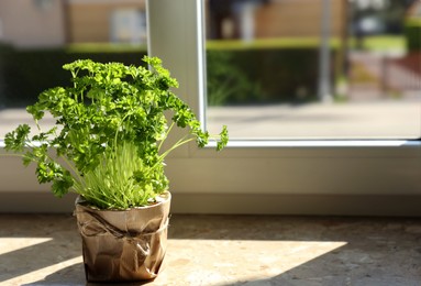 Photo of Potted parsley on windowsill indoors, space for text. Aromatic herb