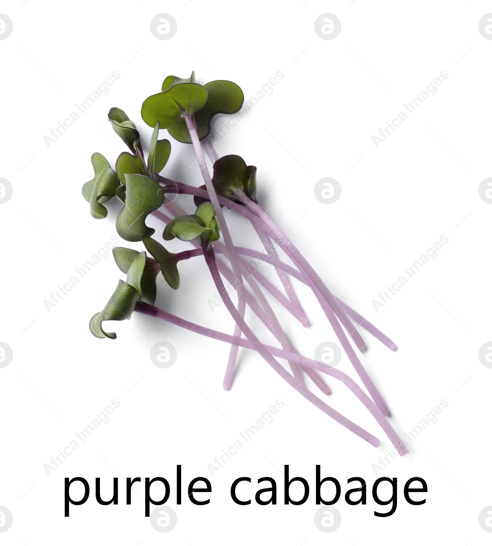 Image of Heap of fresh organic microgreen on white background, top view