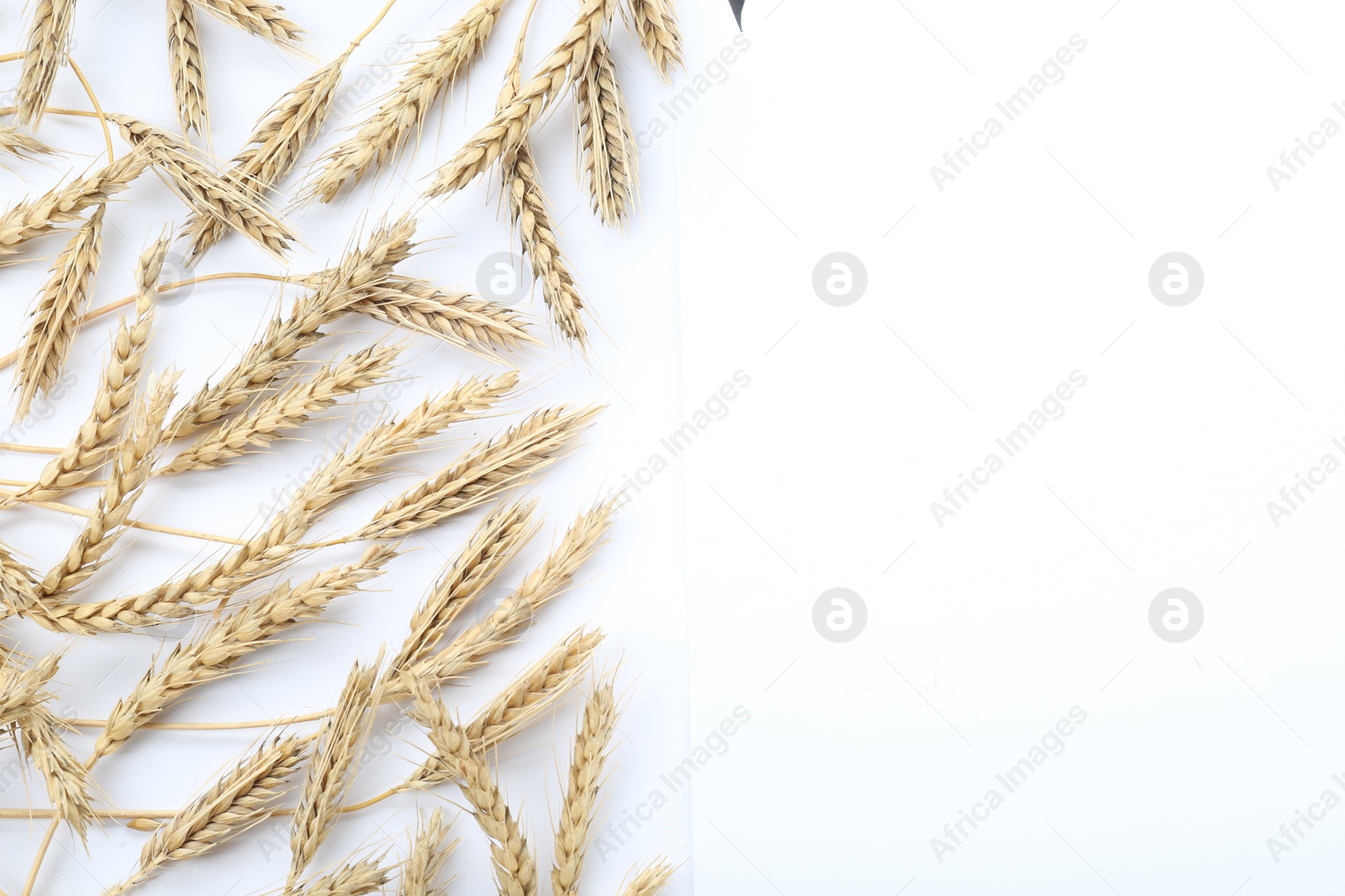 Photo of Many ears of wheat on white background, flat lay. Space for text