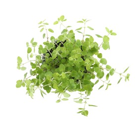 Photo of Aromatic green potted oregano isolated on white, top view