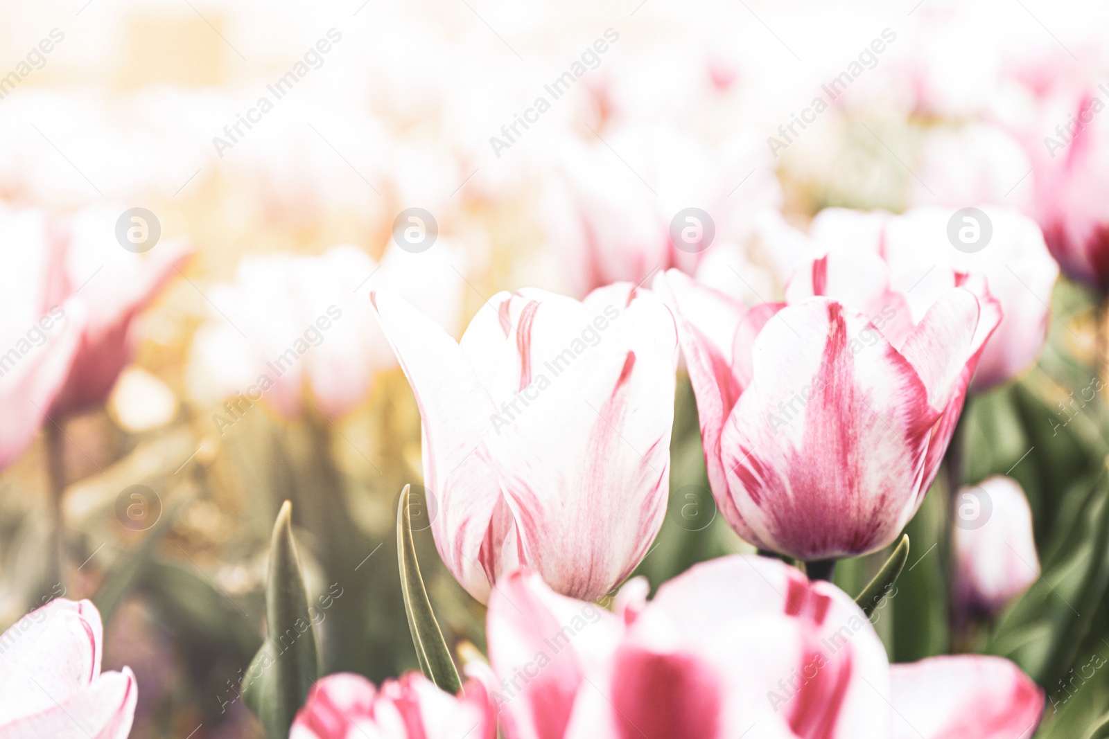 Image of Beautiful blooming tulips outdoors on spring day