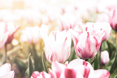 Image of Beautiful blooming tulips outdoors on spring day