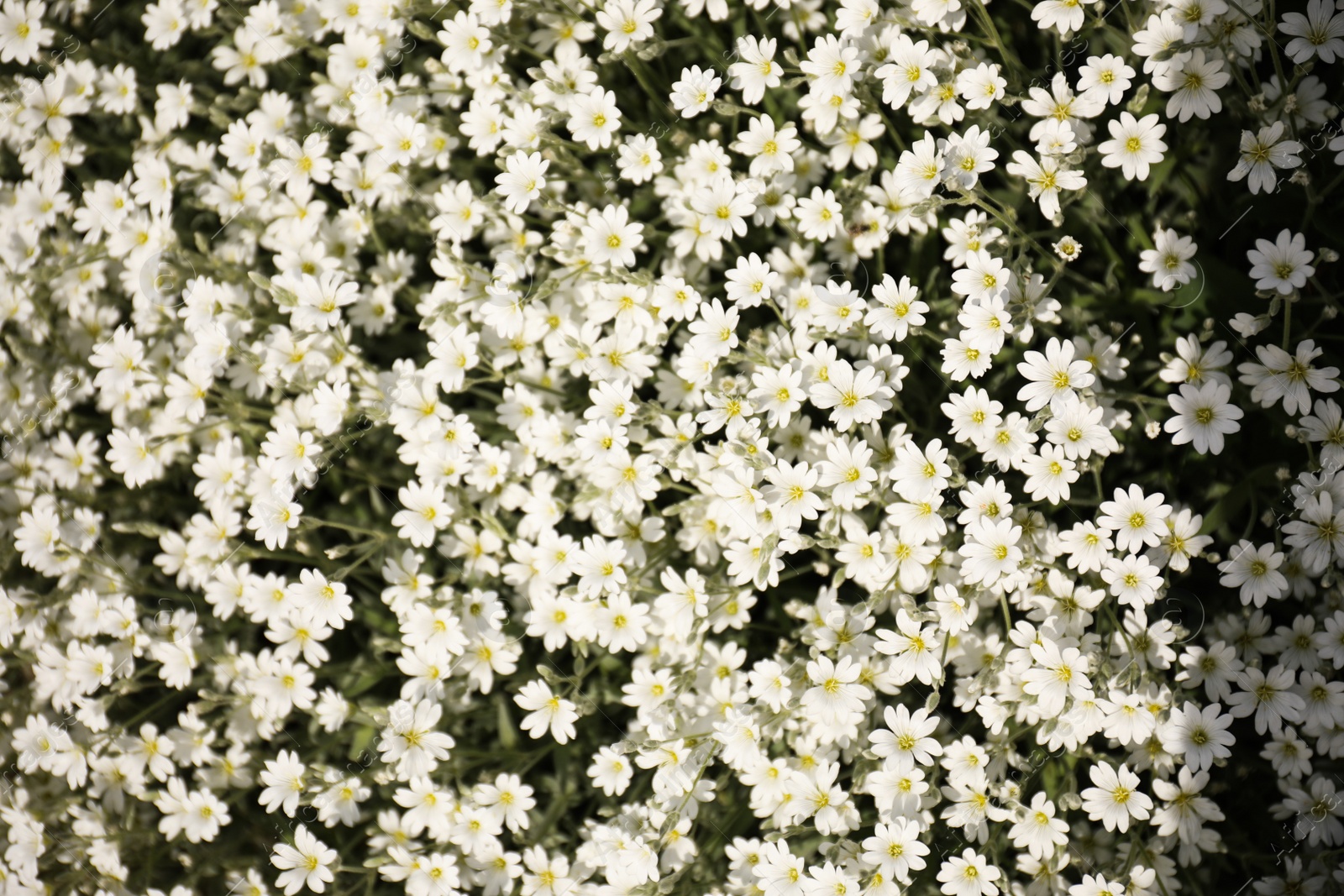 Photo of Many beautiful white meadowfoam flowers growing outdoors