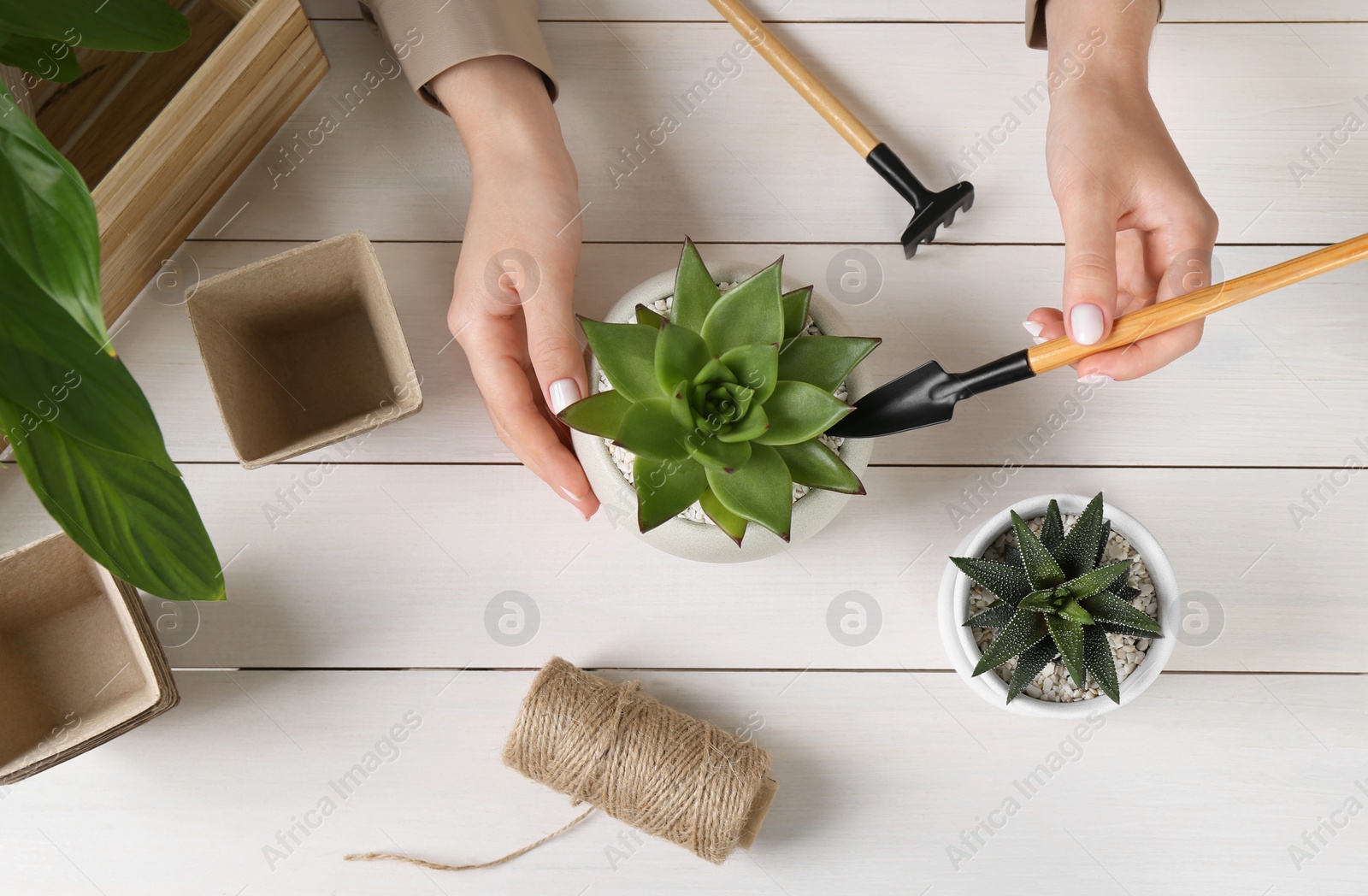 Photo of Woman transplanting beautiful succulent plant at white wooden table, top view