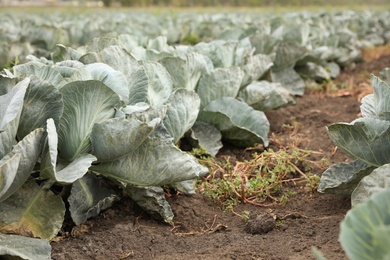 Green cabbage bushes in field. Harvesting time