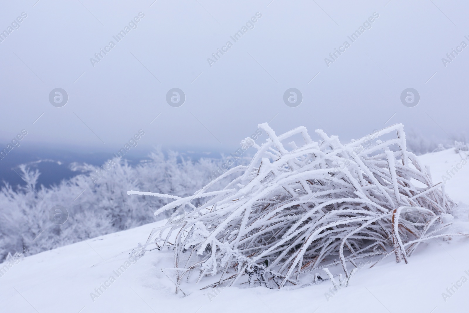 Photo of Bush covered with snow outdoors on winter day. Space for text