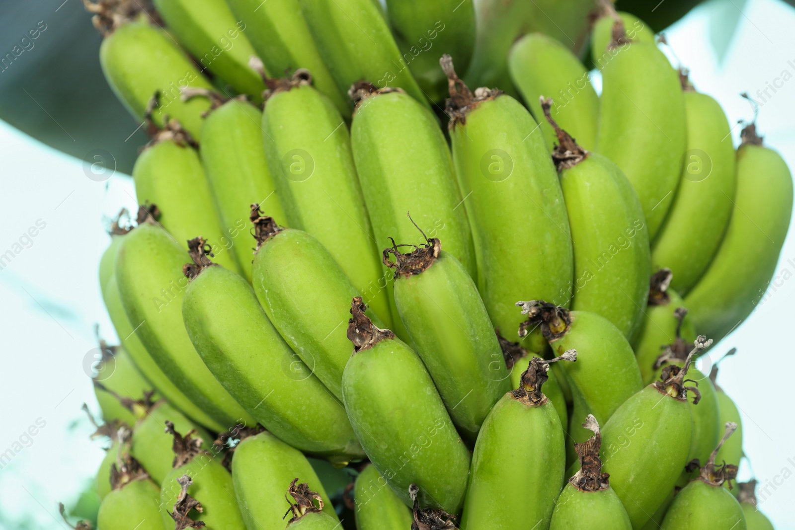 Photo of Unripe bananas growing on tree outdoors, closeup view