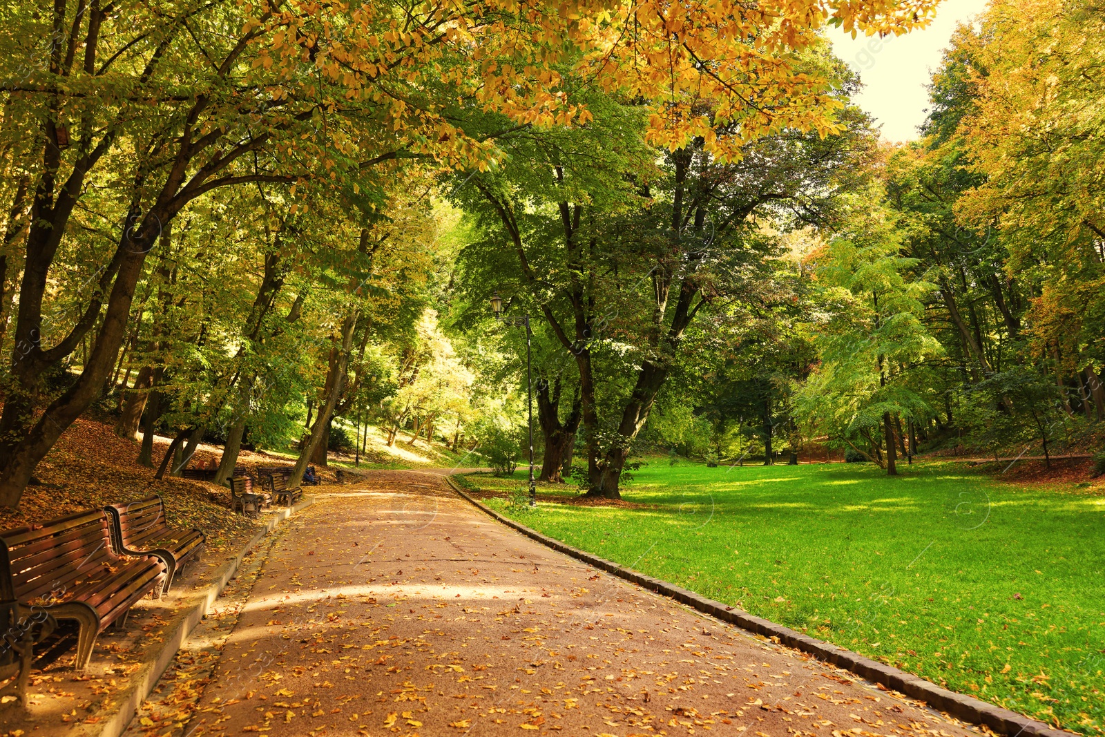 Photo of Pathway, benches, fallen leaves and trees in beautiful park on autumn day