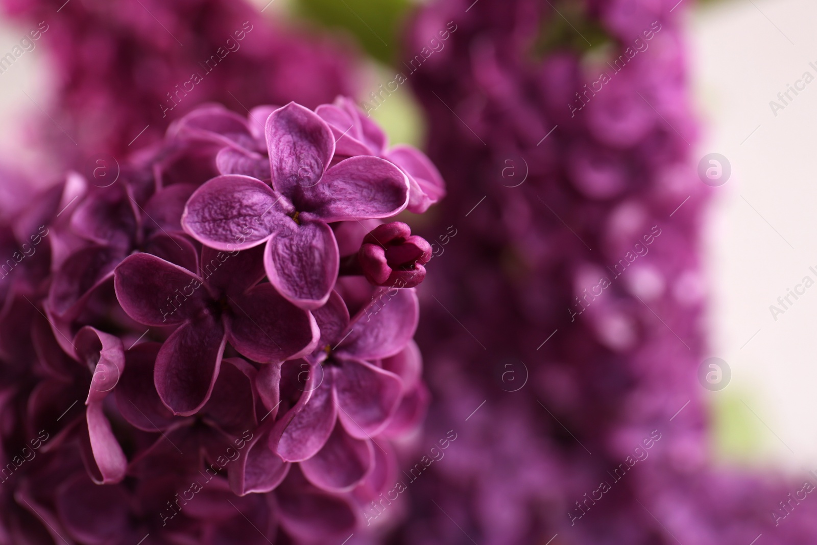 Photo of Beautiful blooming lilac flowers against blurred background, closeup. Space for text