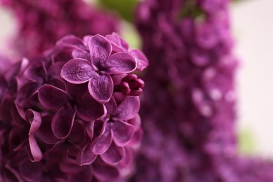 Beautiful blooming lilac flowers against blurred background, closeup. Space for text