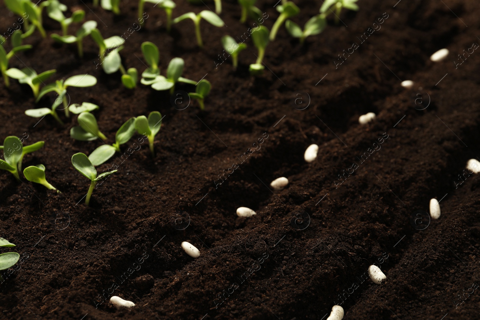 Photo of White beans in fertile soil. Vegetable seeds