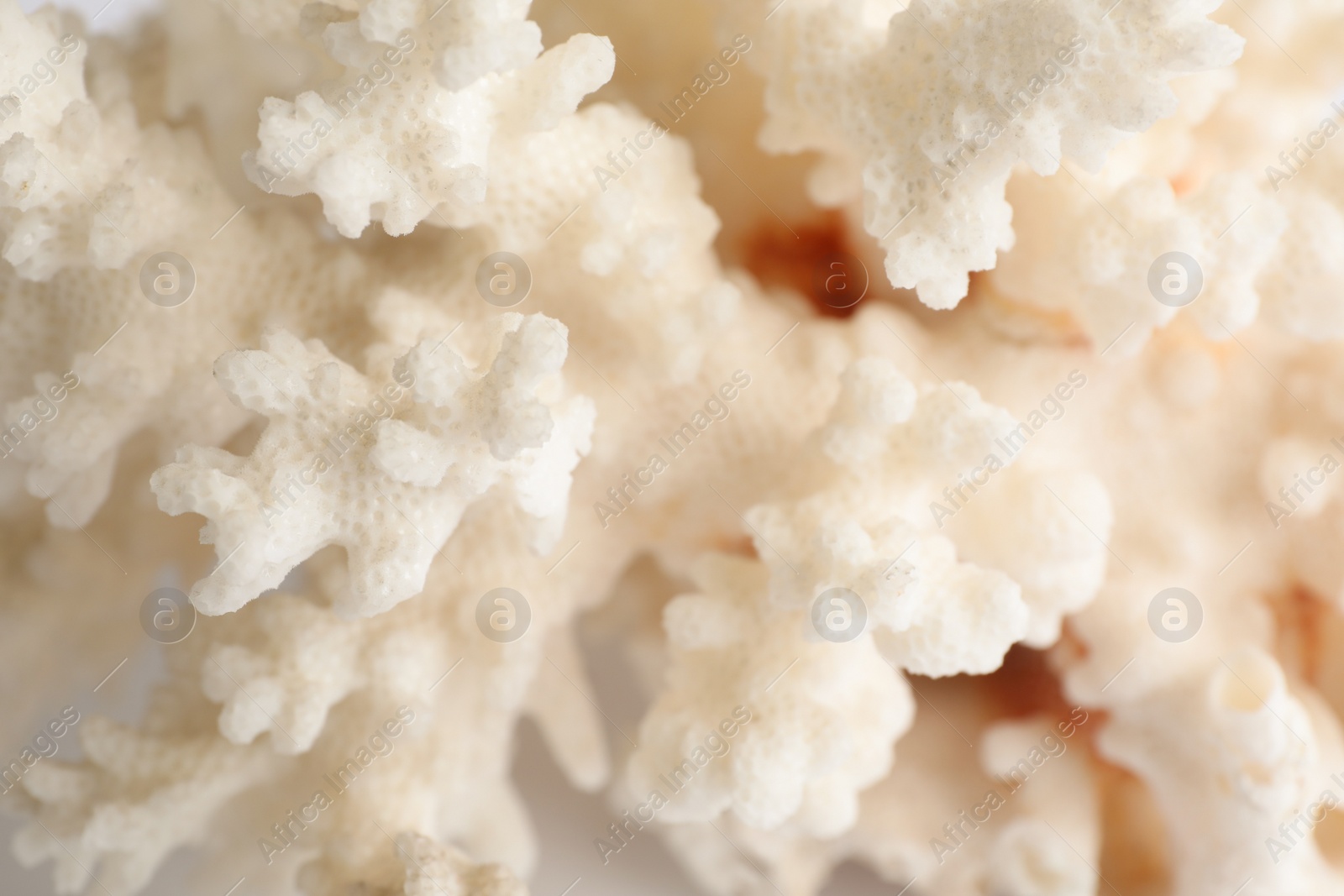 Photo of Beautiful exotic sea coral as background, closeup