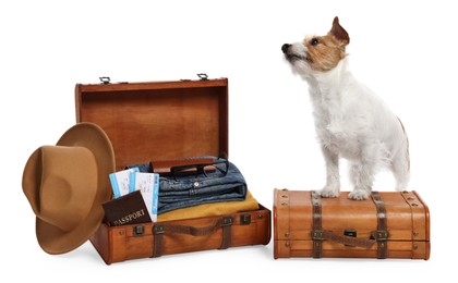 Photo of Travel with pet. Dog, clothes and suitcases on white background