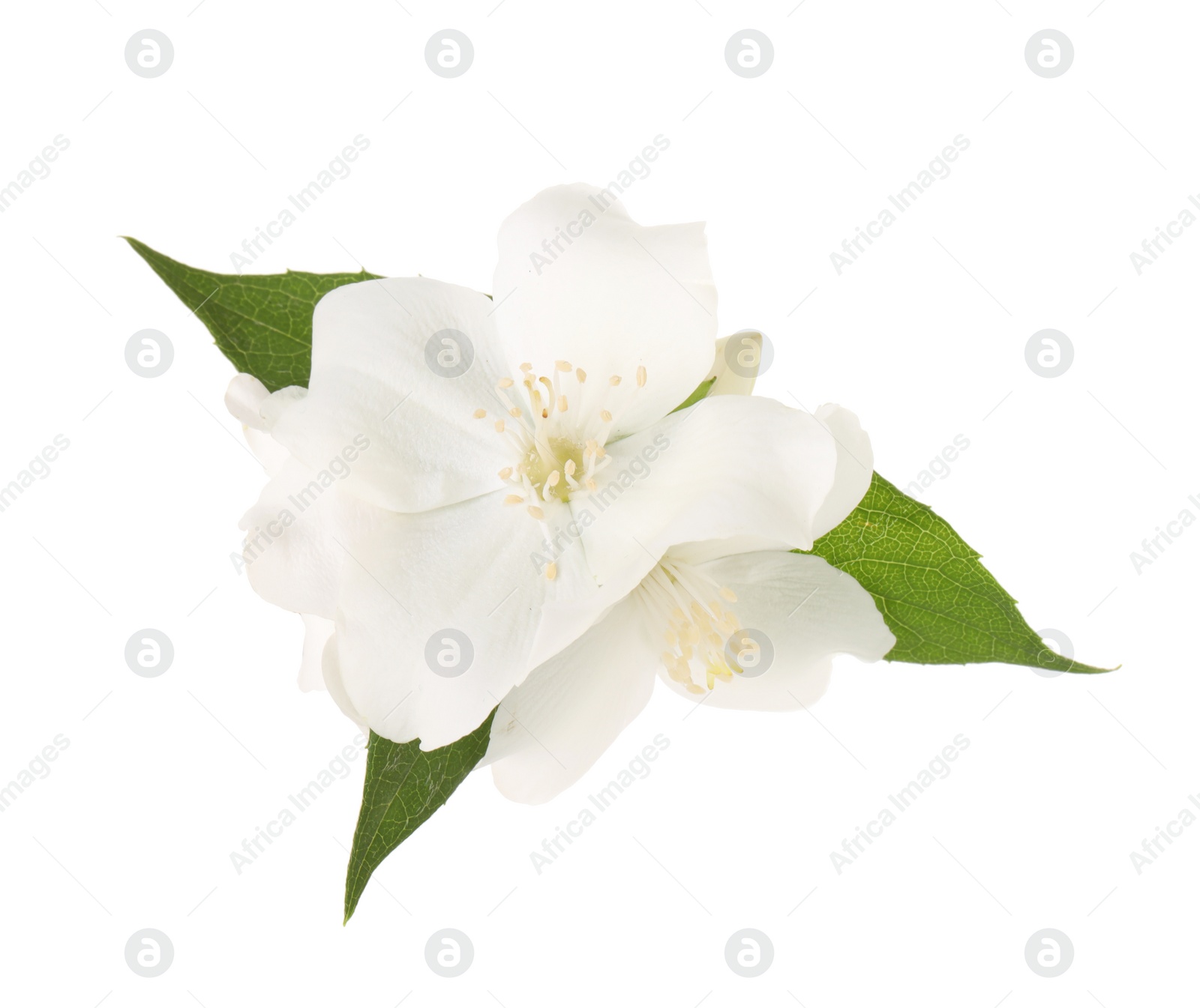 Photo of Branch of jasmine flowers and leaves isolated on white