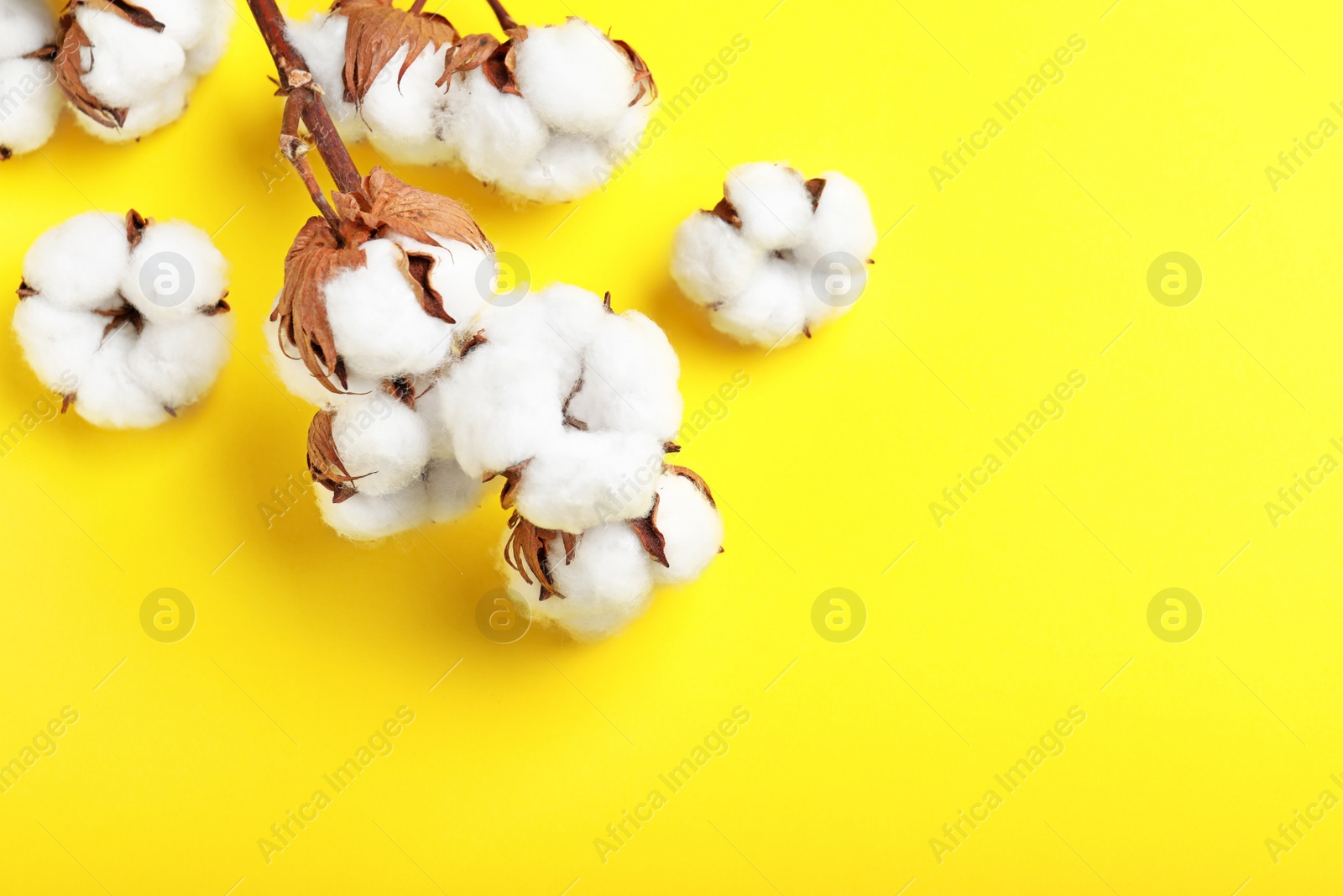 Photo of Fluffy cotton flowers on yellow background, top view. Space for text
