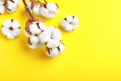 Photo of Fluffy cotton flowers on yellow background, top view. Space for text