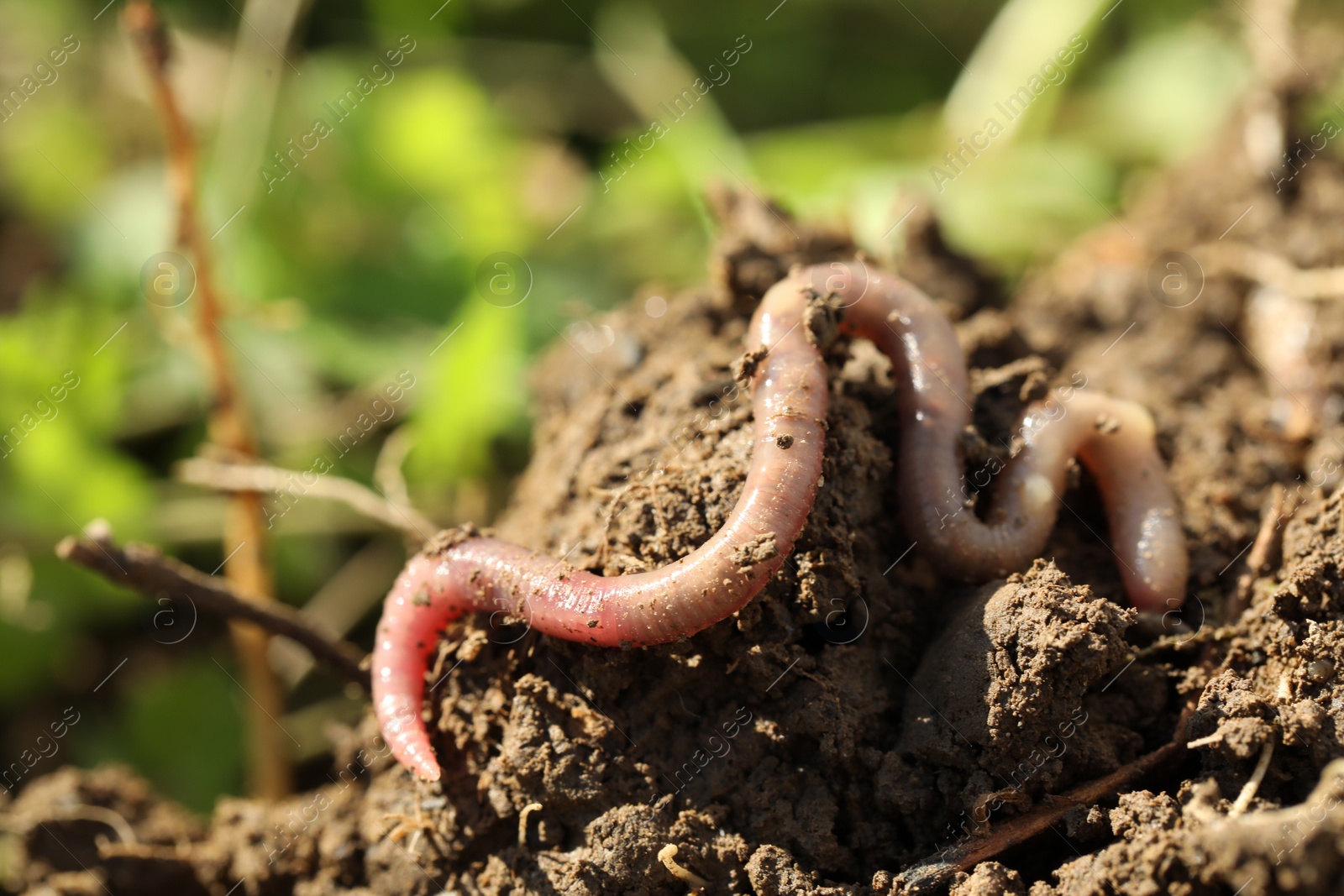 Photo of One worm crawling in wet soil on sunny day, closeup