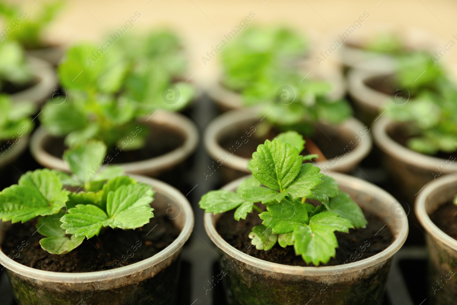 Photo of Many potted strawberry seedlings on table, closeup
