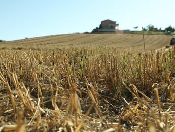 Cultivated field on sunny day. Agriculture industry
