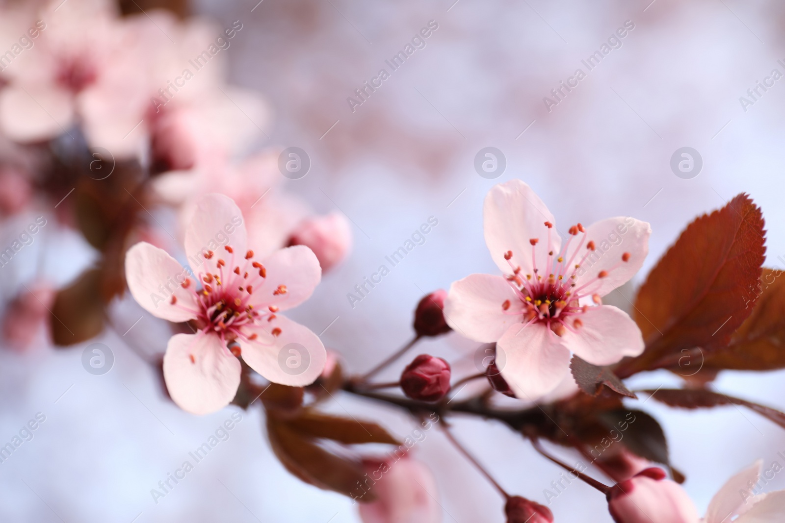 Photo of Closeup view of blossoming tree outdoors on spring day