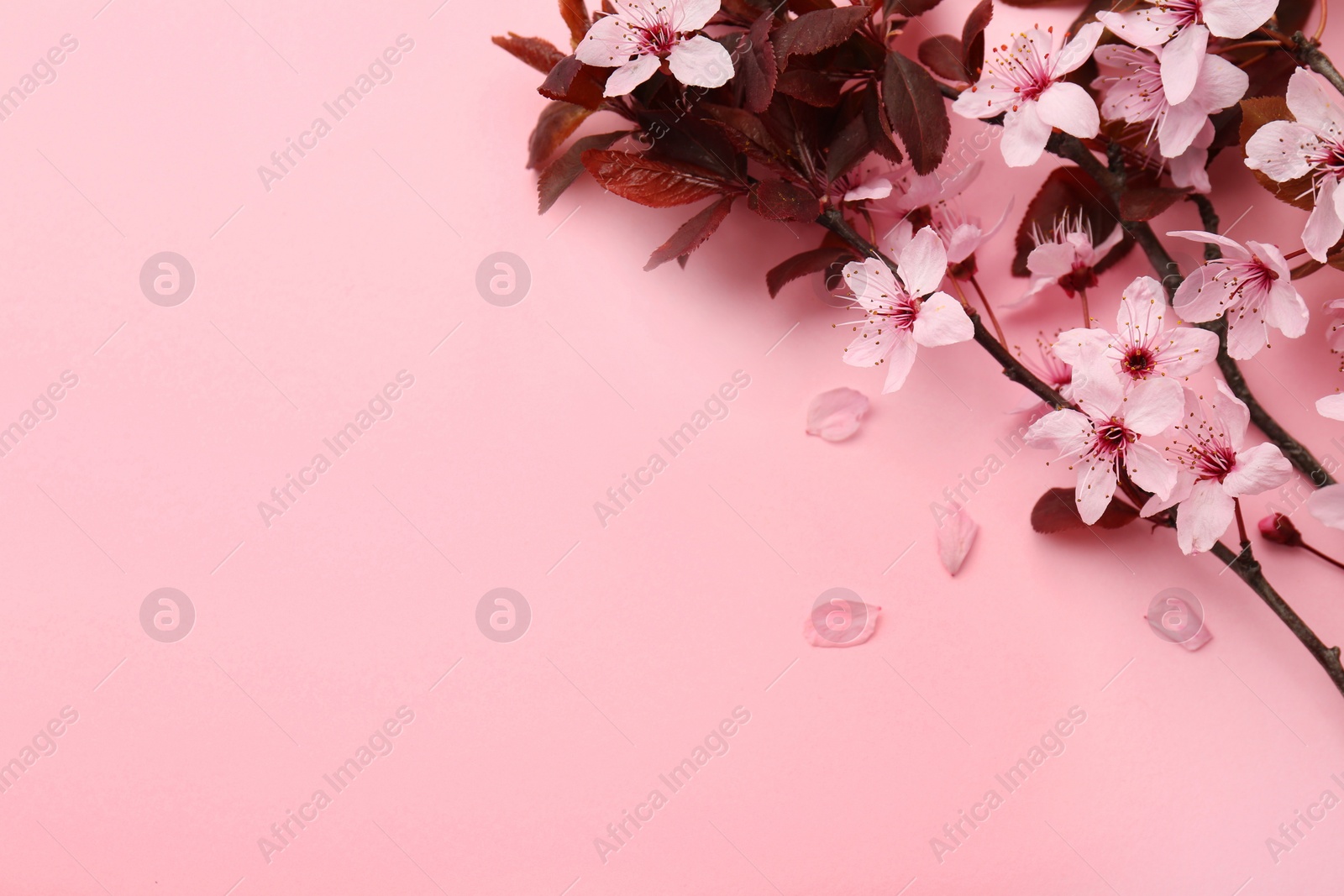 Photo of Spring tree branches with beautiful blossoms on pink background, top view. Space for text