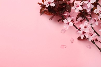 Spring tree branches with beautiful blossoms on pink background, top view. Space for text