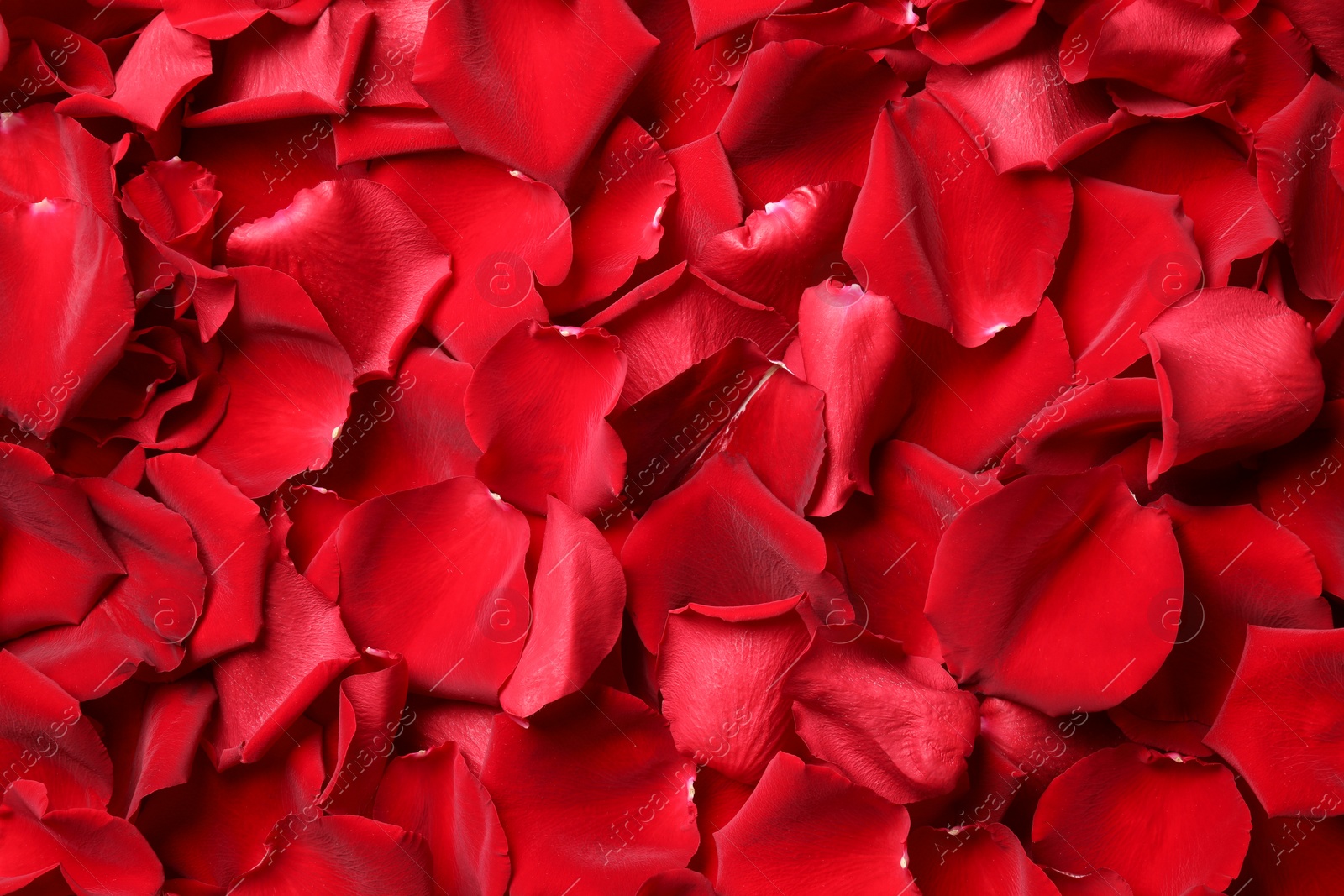 Photo of Beautiful red rose petals as background, top view