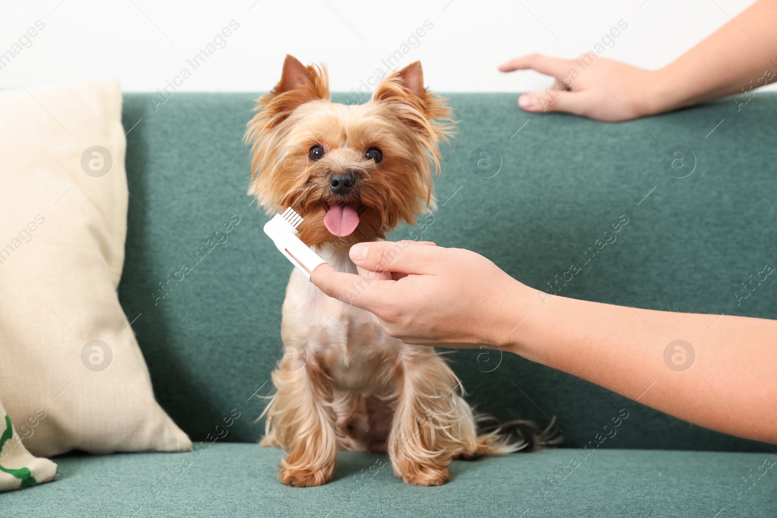 Photo of Man brushing dog's teeth on couch, closeup