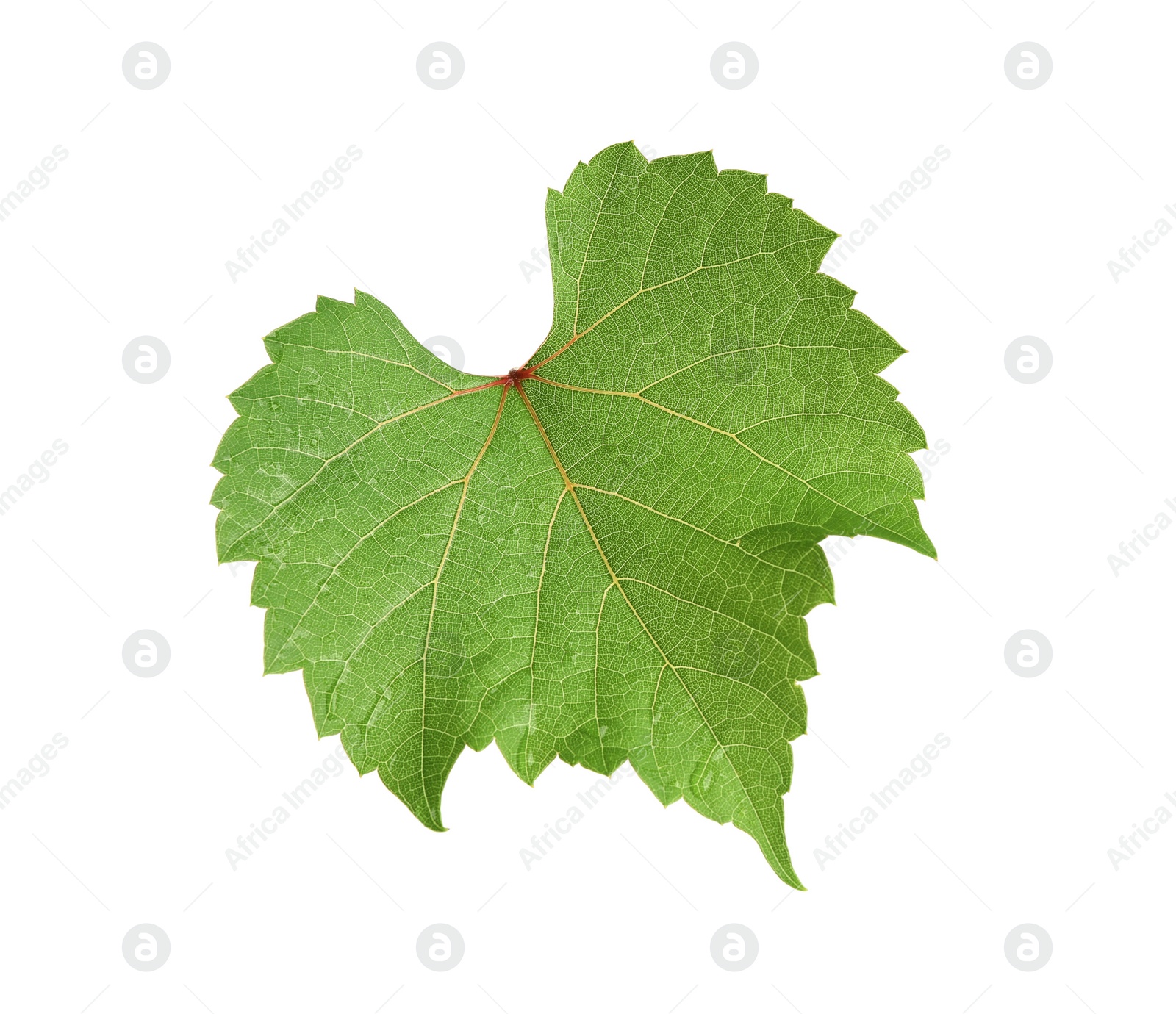 Photo of Fresh green leaf isolated on white. Grape plant