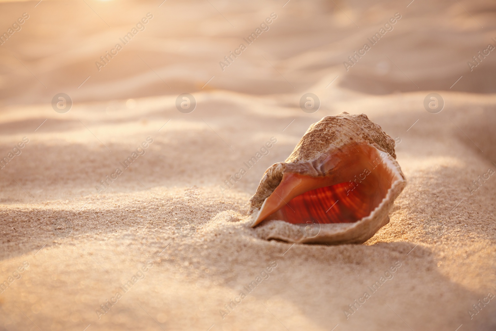 Photo of Sunlit sandy beach with beautiful seashell on summer day. Space for text