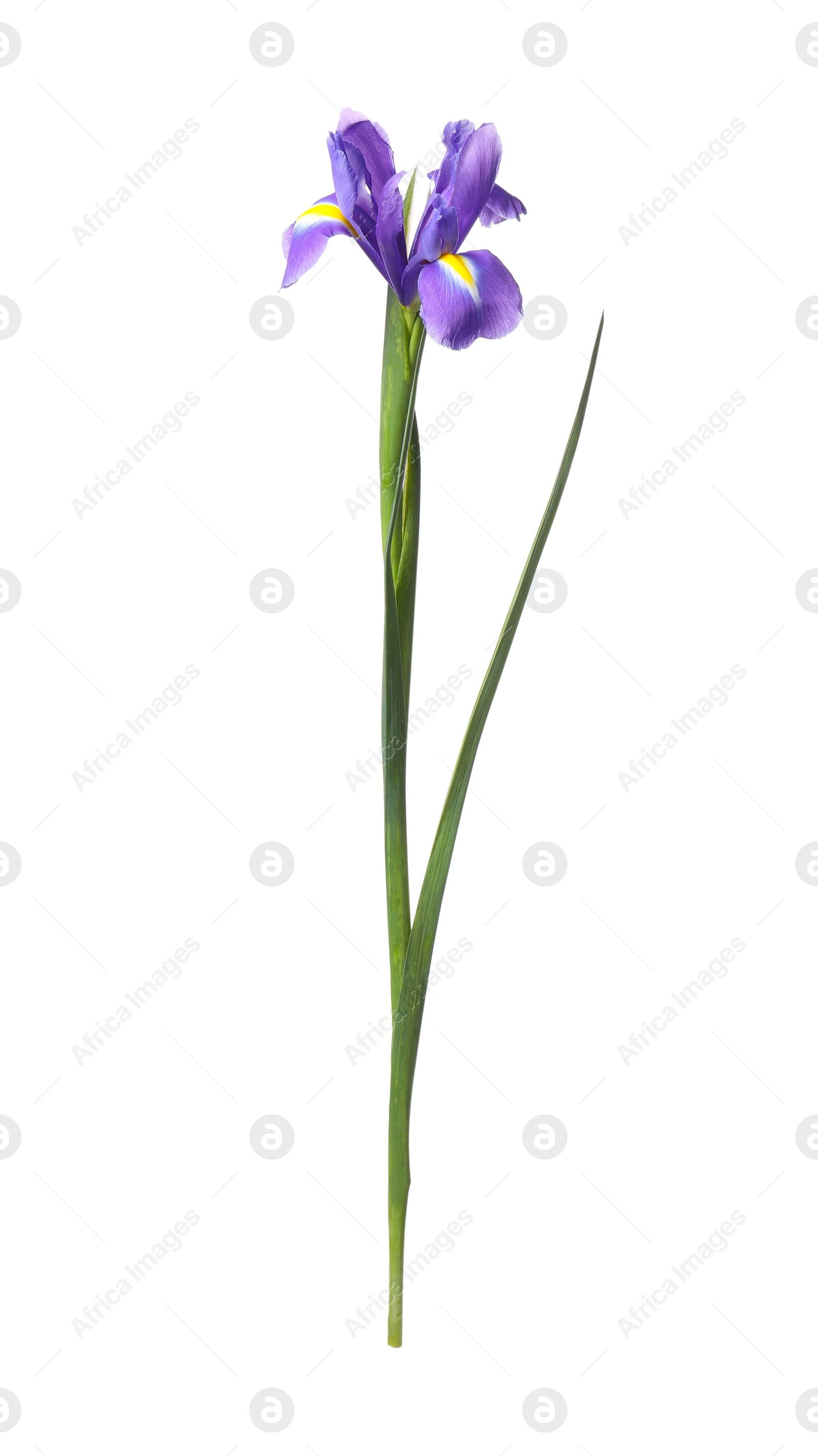 Photo of Beautiful violet iris flower isolated on white