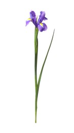 Beautiful violet iris flower isolated on white