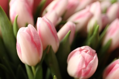 Beautiful bouquet of fresh pink tulips, closeup