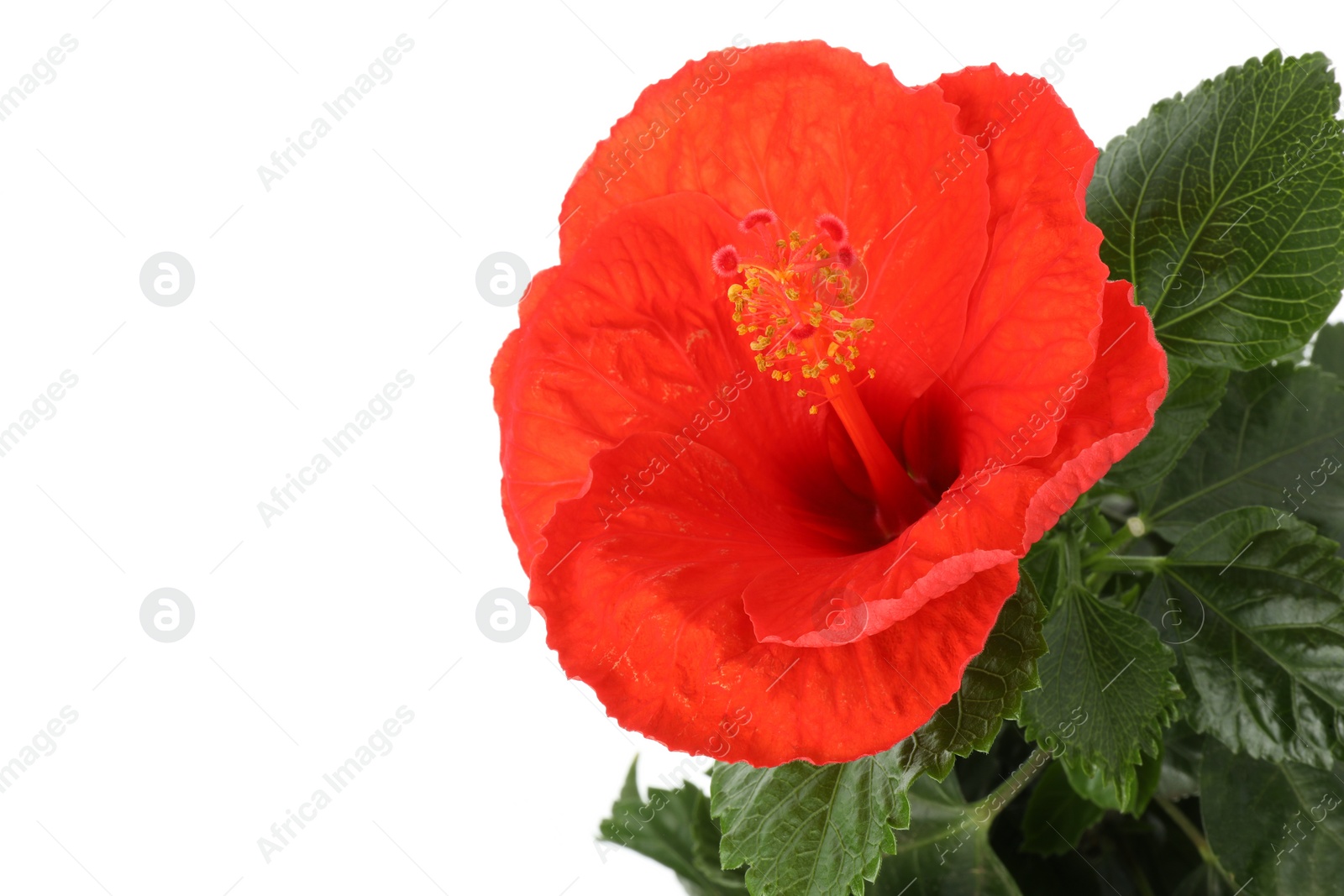 Photo of Beautiful red hibiscus flower and green leaves isolated on white