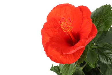 Beautiful red hibiscus flower and green leaves isolated on white