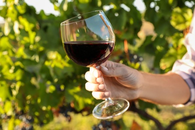 Photo of Man holding glass of wine in vineyard, closeup