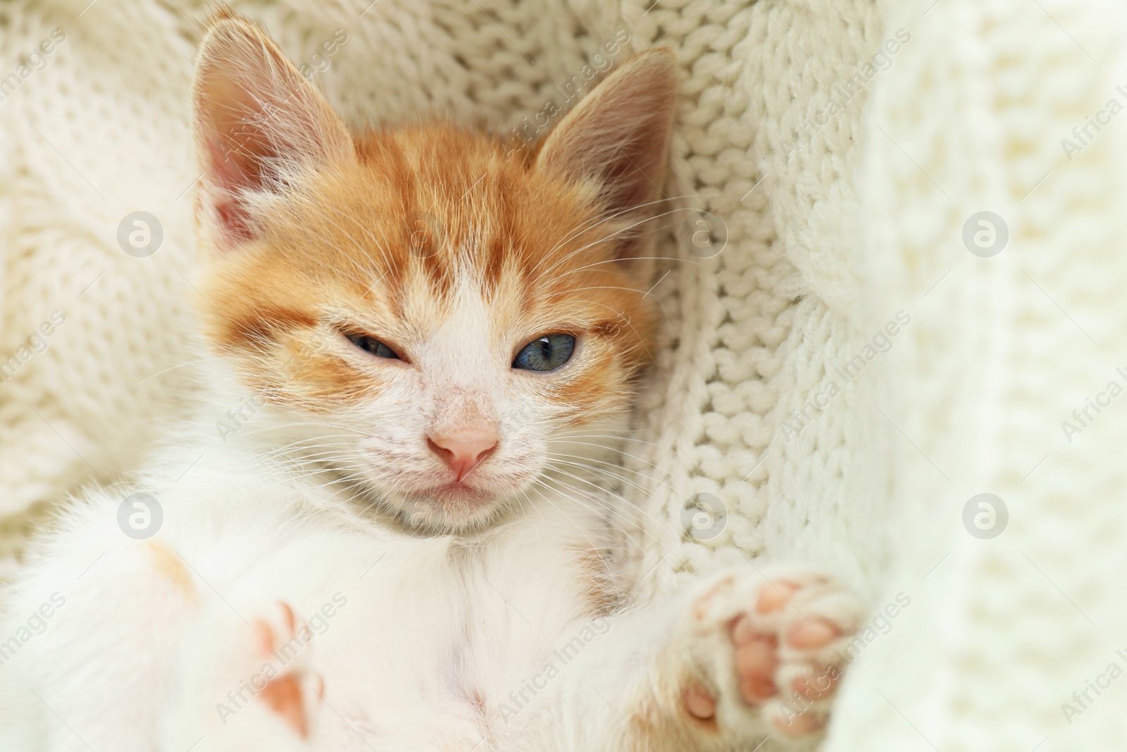 Photo of Cute sleepy little red kitten on white knitted blanket, closeup view