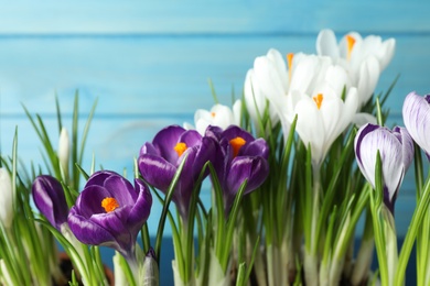 Beautiful crocus flowers on blue background, closeup