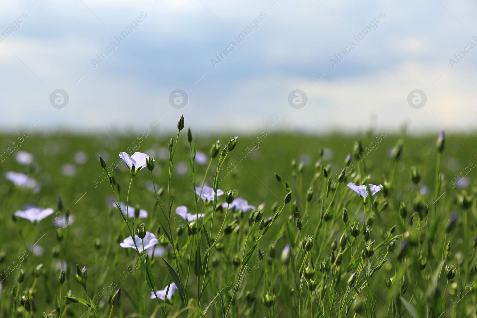 Photo of Closeup view of beautiful blooming flax field