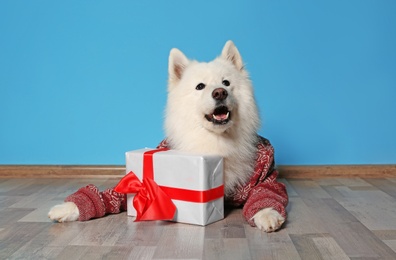Cute dog in warm sweater and Christmas gift on floor near color wall