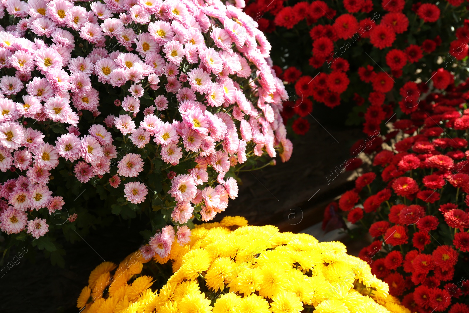 Photo of View of fresh beautiful colorful chrysanthemum flowers