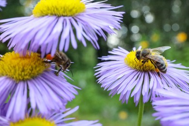 Honeybees collecting nectar from beautiful flowers outdoors, closeup