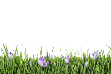 Fresh green grass and crocus flowers on white background. Spring season