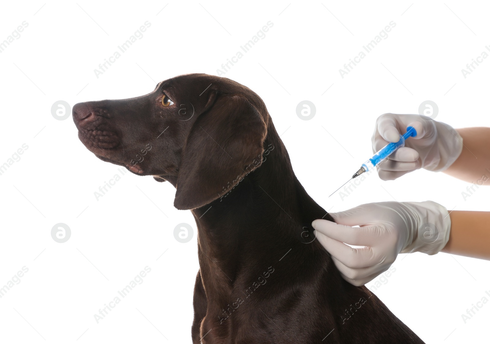 Photo of Professional veterinarian vaccinating dog on white background, closeup