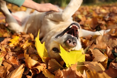 Photo of Man playing with Labrador Retriever dog on fallen leaves, closeup
