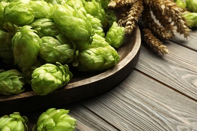 Tray with fresh green hops and wheat ears on wooden table, closeup