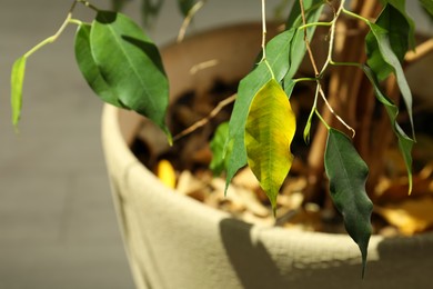 Photo of Houseplant with leaf blight disease in pot, closeup