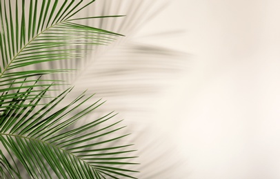 Photo of Fresh tropical date palm leaf on light background